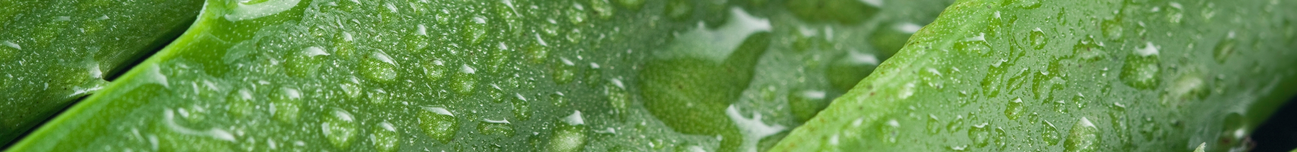 Zoom image of aloe vera.