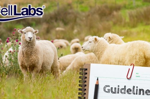 A herd of sheep with a notebook for guidelines.