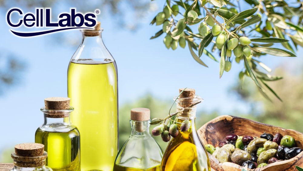 Image of olive fruit tree and bottles of olive oils as banner for blog on benefits of olive fruit.