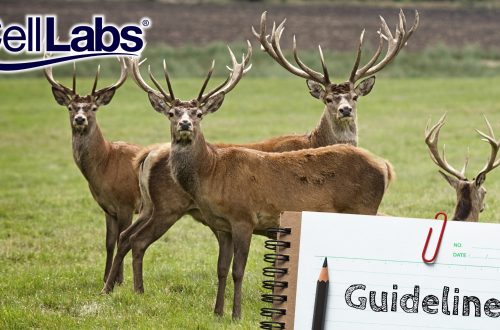 Image of deers grazing a field and a notebook with pencil written with a text saying guidelines.